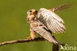 Common Kestrel (Falco tinnunculus)