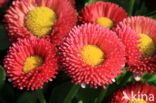 Tuinmadeliefje (Bellis perennis  Pomponette )