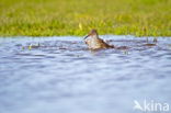 Common Redshank (Tringa totanus)