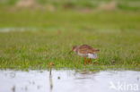 Tureluur (Tringa totanus)