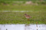 Tureluur (Tringa totanus)