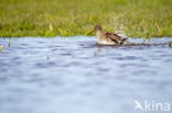 Common Redshank (Tringa totanus)