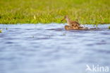 Common Redshank (Tringa totanus)