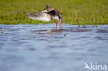Common Redshank (Tringa totanus)