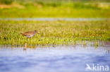 Common Redshank (Tringa totanus)