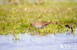 Common Redshank (Tringa totanus)