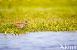 Common Redshank (Tringa totanus)