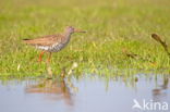 Common Redshank (Tringa totanus)