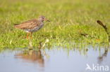 Common Redshank (Tringa totanus)
