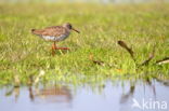 Common Redshank (Tringa totanus)