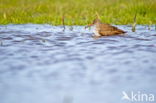 Common Redshank (Tringa totanus)