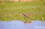 Common Redshank (Tringa totanus)