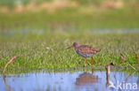 Common Redshank (Tringa totanus)