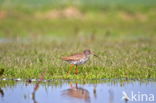 Common Redshank (Tringa totanus)