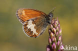 Tweekleurig hooibeestje (Coenonympha arcania)