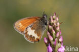 Tweekleurig hooibeestje (Coenonympha arcania)