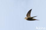 Pallid swift (Apus pallidus)