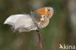 Veenhooibeestje (Coenonympha tullia)