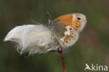 Veenhooibeestje (Coenonympha tullia)