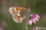 Veenhooibeestje (Coenonympha tullia)