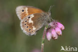 Veenhooibeestje (Coenonympha tullia)