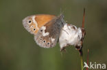 Veenhooibeestje (Coenonympha tullia)