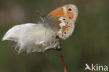 Veenhooibeestje (Coenonympha tullia)