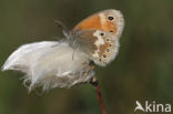 Veenhooibeestje (Coenonympha tullia)