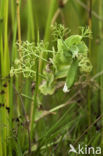 Veldlathyrus (Lathyrus pratensis)