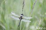 Viervlek (Libellula quadrimaculata)