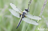 Viervlek (Libellula quadrimaculata)