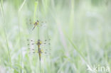 Viervlek (Libellula quadrimaculata)