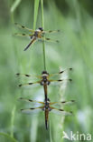 Viervlek (Libellula quadrimaculata)