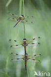 Viervlek (Libellula quadrimaculata)