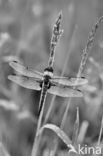 Viervlek (Libellula quadrimaculata)