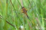 Viervlek (Libellula quadrimaculata)