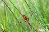 Viervlek (Libellula quadrimaculata)