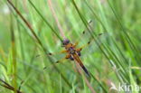 Viervlek (Libellula quadrimaculata)