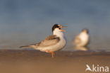 Common Tern (Sterna hirundo)