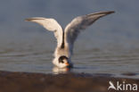 Common Tern (Sterna hirundo)