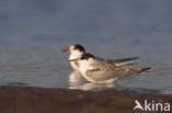 Common Tern (Sterna hirundo)