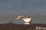 Common Tern (Sterna hirundo)