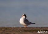 Common Tern (Sterna hirundo)