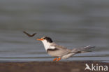 Common Tern (Sterna hirundo)