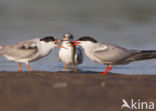 Common Tern (Sterna hirundo)