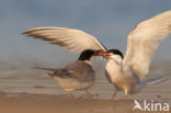 Common Tern (Sterna hirundo)