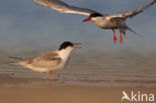 Common Tern (Sterna hirundo)