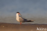 Common Tern (Sterna hirundo)