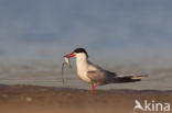 Common Tern (Sterna hirundo)