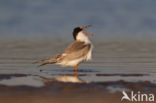 Common Tern (Sterna hirundo)